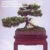 Thumbnail #4 of Pinus mugo by bert