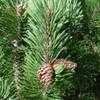 Thumbnail #5 of Pinus mugo by Todd_Boland