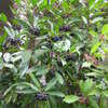 Thumbnail #4 of Ardisia elliptica by fauna4flora