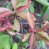 Thumbnail #5 of Ardisia elliptica by fauna4flora