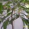 Thumbnail #2 of Ardisia elliptica by wormfood