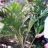 Thumbnail #1 of Juania australis by palmbob