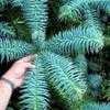 Thumbnail #3 of Cunninghamia lanceolata by growin