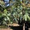 Thumbnail #1 of Cunninghamia lanceolata by palmbob