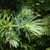 Thumbnail #4 of Cunninghamia lanceolata by growin