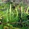Thumbnail #4 of Prosopis juliflora by Jeff_Beck