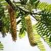 Thumbnail #1 of Prosopis juliflora by Chamma