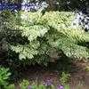 Thumbnail #4 of Aralia elata by planter64