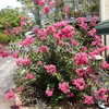 Thumbnail #5 of Lagerstroemia  by Cville_Gardener