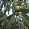 Thumbnail #4 of Eucalyptus pauciflora subsp. niphophila by philomel