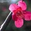 Thumbnail #2 of Prunus mume by canadian_flora