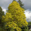 Thumbnail #4 of Robinia pseudoacacia by growin