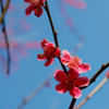Thumbnail #5 of Prunus mume by growin