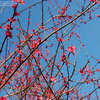 Thumbnail #4 of Prunus mume by growin