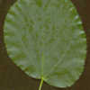 Thumbnail #2 of Tilia cordata by kriszti