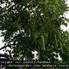 Thumbnail #3 of Tilia cordata by countrybambam