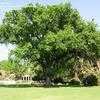 Thumbnail #1 of Quercus robur by palmbob
