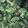 Thumbnail #5 of Carpinus betulus by kennedyh