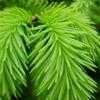 Thumbnail #1 of Picea abies by Evert