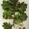 Thumbnail #5 of Quercus robur by Resin