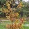 Thumbnail #3 of Quercus robur by lmelling