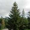 Thumbnail #5 of Picea abies by Todd_Boland