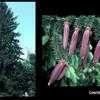 Thumbnail #2 of Picea abies by amyrivera