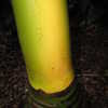 Thumbnail #5 of Carpoxylon macrospermum by palmbob