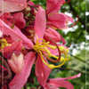 Thumbnail #4 of Cassia javanica by pongsak