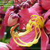 Thumbnail #3 of Cassia javanica by pongsak