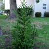 Thumbnail #3 of Cryptomeria japonica by plantmover