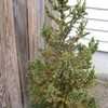 Thumbnail #5 of Cryptomeria japonica by Lakeside3