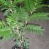 Thumbnail #4 of Acacia sphaerocephala by bugiha
