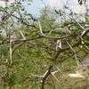 Thumbnail #2 of Acacia sphaerocephala by FranciscoSantos