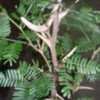 Thumbnail #3 of Acacia sphaerocephala by bugiha