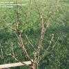 Thumbnail #2 of Prunus cerasus by Big_Red