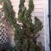 Thumbnail #3 of Juniperus chinensis by ADKSpirit