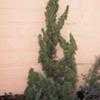 Thumbnail #2 of Juniperus chinensis by ADKSpirit