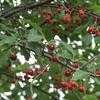 Thumbnail #4 of Prunus cerasus by Melissa_Ohio