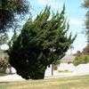 Thumbnail #5 of Juniperus chinensis by Ulrich