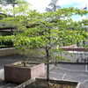 Thumbnail #4 of Terminalia buceras by Metrosideros