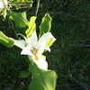 Thumbnail #4 of Magnolia ashei by ViburnumValley