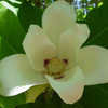 Thumbnail #5 of Magnolia ashei by davidmacmanus