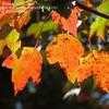 Thumbnail #4 of Acer rubrum by Sherlock221