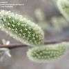 Thumbnail #3 of Salix caprea by trilian15