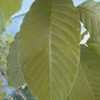 Thumbnail #2 of Camptotheca acuminata by JaxFlaGardener