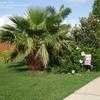 Thumbnail #3 of Washingtonia x filibusta by tmccullo