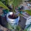 Thumbnail #5 of Washingtonia x filibusta by SuburbanNinja80