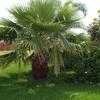 Thumbnail #4 of Washingtonia x filibusta by tmccullo