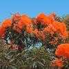 Thumbnail #1 of Corymbia ficifolia by Ulrich